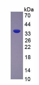 Rat ARG1 / Arginase 1 Protein (Recombinant His, N-Terminal)