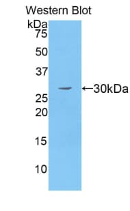 MMRN1 Antibody (aa807-1053)