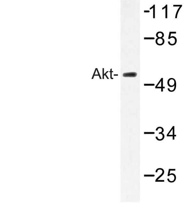 AKT1 Antibody (Pro125)