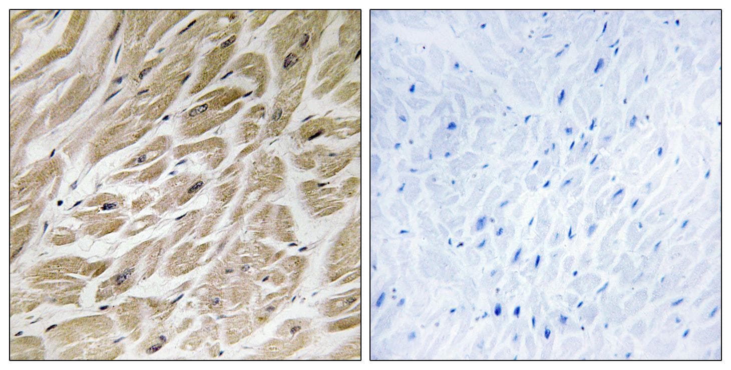 MRPS24 Antibody