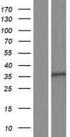 OR10A5 Protein (Over-Expression Lysate Myc-DDK (Flag))