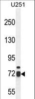 WDR76 Antibody (aa455-484)