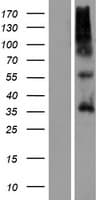Human OR9G4 Protein (Over-Expression Lysate Myc-DDK (Flag))