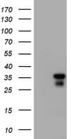 JUN / c-Jun Antibody (clone OTI9A11)