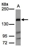 FLII / FLI Antibody (aa435-778)