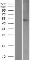 CASP9 / Caspase 9 Protein (Over-Expression Lysate Myc-DDK (Flag))
