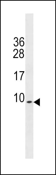 PDE6H Antibody (aa4-33)