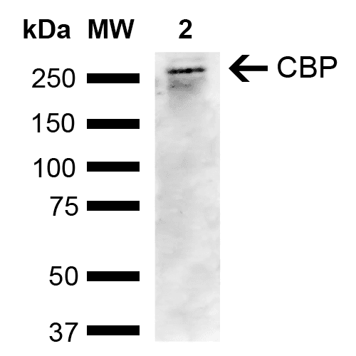 CREBBP / CREB Binding Protein Antibody (Biotin)