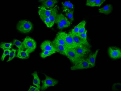 PLXNC1 / Plexin C1 Antibody