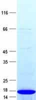 Human NPPB / BNP Protein (Recombinant His, N-Terminal)