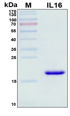 Human IL16 Protein (Recombinant His, N-Terminal)