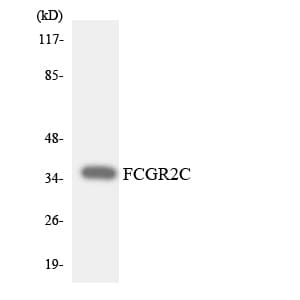 CD32C Antibody (aa237-286)