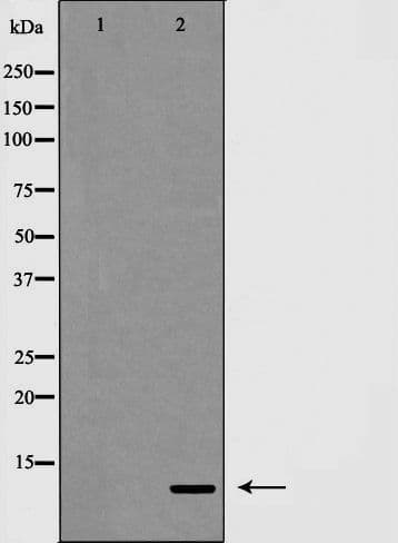 Polyclonal Rabbit anti-Human T4 Tag Antibody (IHC, IF, WB)