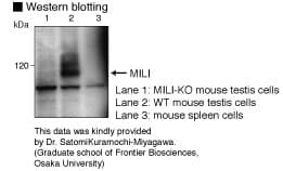 PIWIL2 Antibody