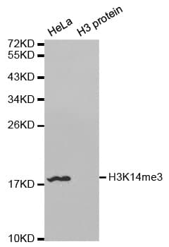 Histone H3 Antibody (Tri-Methyl-Lys14)