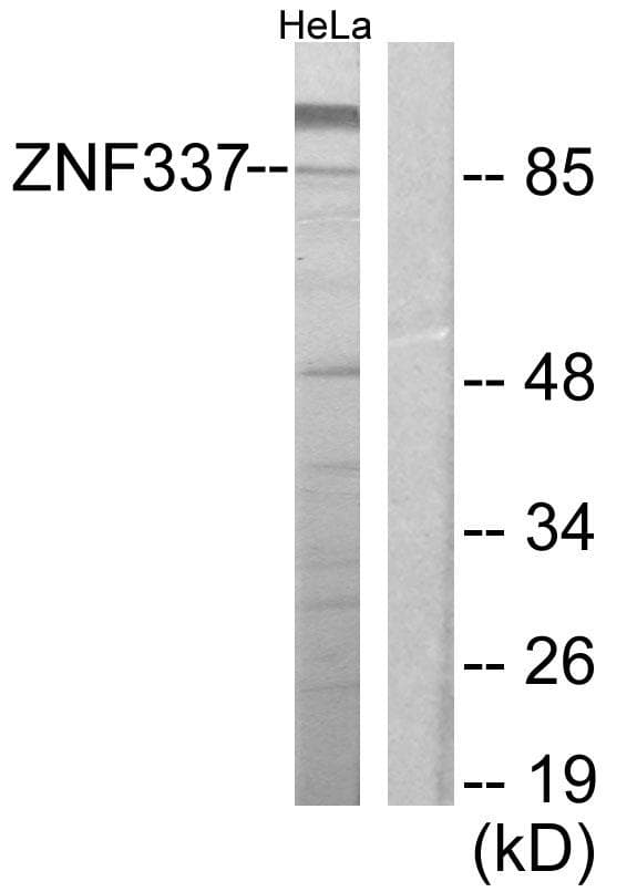 ZNF337 Antibody