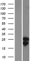COQ10A Protein (Over-Expression Lysate Myc-DDK (Flag))