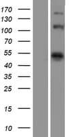 EIF4G1 / EIF4G Protein (Over-Expression Lysate Myc-DDK (Flag))