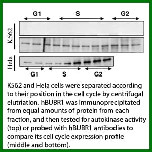 BUB1B / BubR1 Antibody (clone P10.8G1.G11.H12)