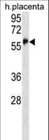 ZFP57 Antibody (aa269-296)