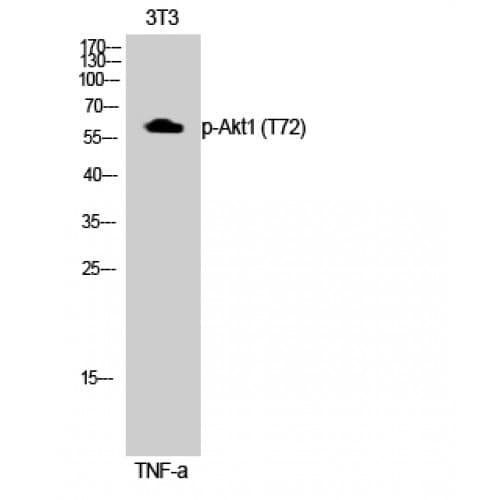 AKT1 Antibody (10-90 aa)