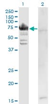 RARS Antibody (clone 1A2)