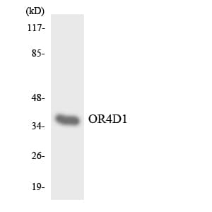 OR4D1 Antibody (aa252-301)