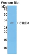 LY9 / CD229 Antibody (aa384-642)