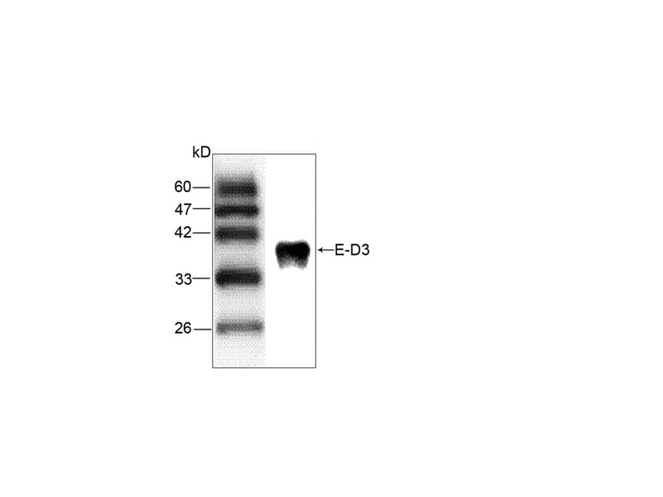 Japanese Encephalitis Virus Antibody (aa291-402)