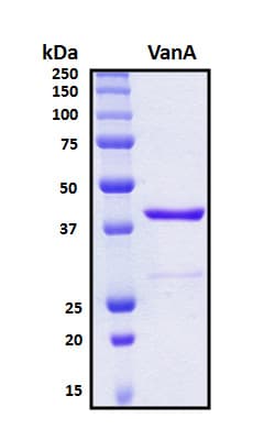 Enterococcus cecorum VanA Protein (Recombinant 6His, N-terminus)