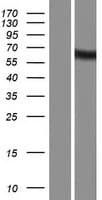 KIAA1970 / EARS2 Protein (Over-Expression Lysate Myc-DDK (Flag))