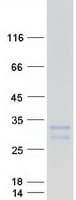 Human IL24 Protein (Recombinant Myc-DDK (Flag))