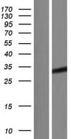TAZ Protein (Over-Expression Lysate Myc-DDK (Flag))
