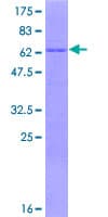 Human HSPBP1 Protein (Recombinant GST)