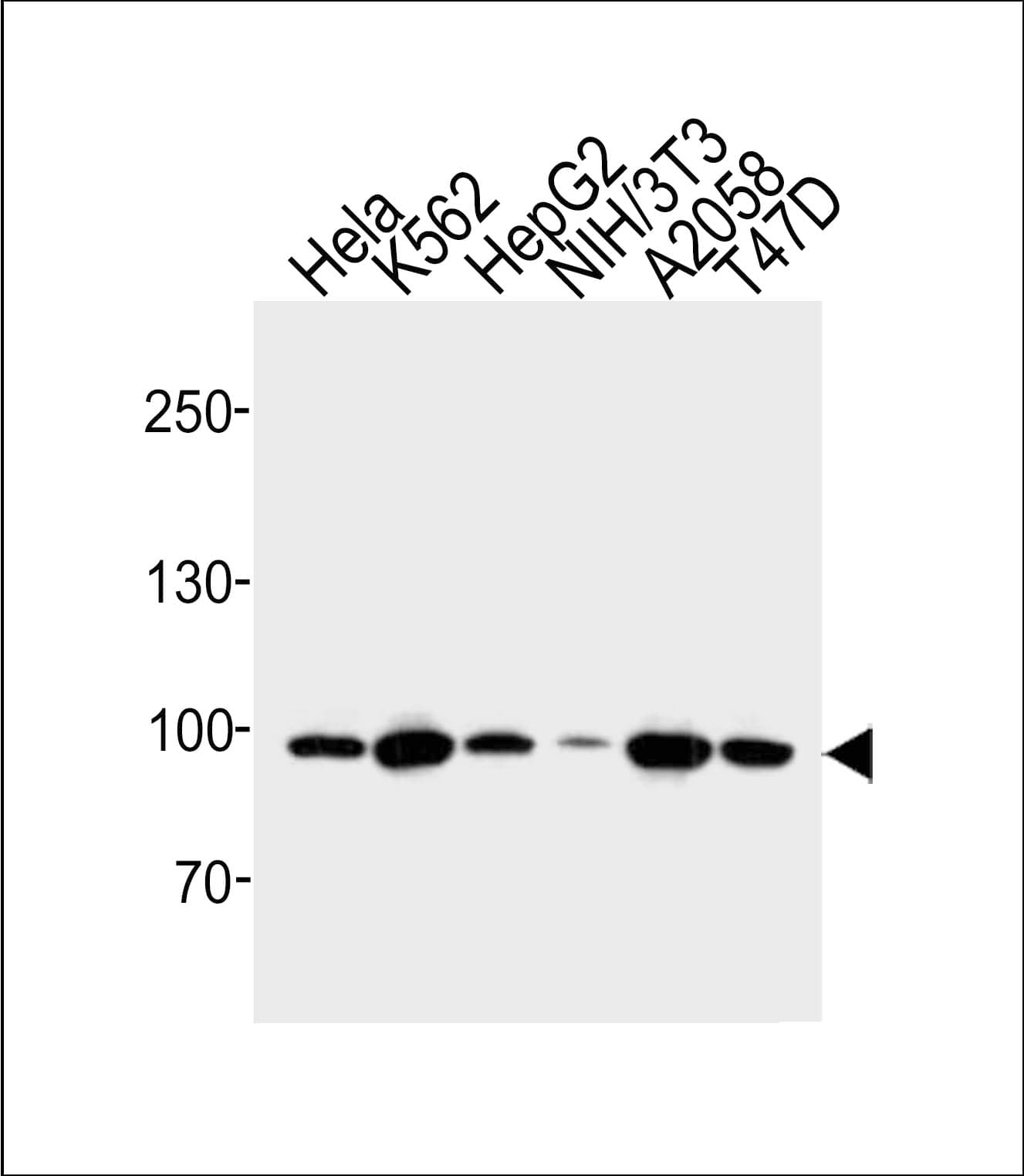 Monoclonal Mouse anti-Human HSP90AA1 / Hsp90 Alpha A1 Antibody (clone 803CT9.1.2, WB)