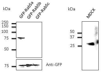 Polyclonal Goat anti-Mouse RAB5A / RAB5 Antibody (C-Terminus, IF, WB)