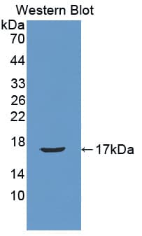 Reg3b Antibody (aa27-175, PE)