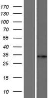 FANCA Protein (Over-Expression Lysate Myc-DDK (Flag))