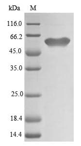 Arabidopsis thaliana UGT78D1 Protein (Recombinant 10His, N-terminus)
