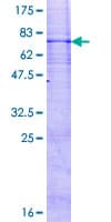 Human RNF26 Protein (Recombinant GST)