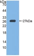GPX6 / GPX-6 Antibody (PE)