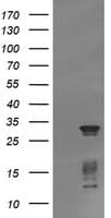 TRIM38 Antibody (clone OTI15B10)