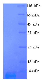 Dactylis glomerata Major Pollen Allergen Dac g 4 Protein (Recombinant His)