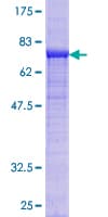 Human CD66a / CEACAM1 Protein (Recombinant GST)