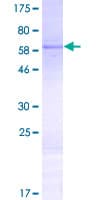 Human WDR53 Protein (Recombinant GST)