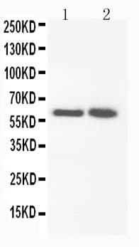 FMO3 Antibody (aa76-90)
