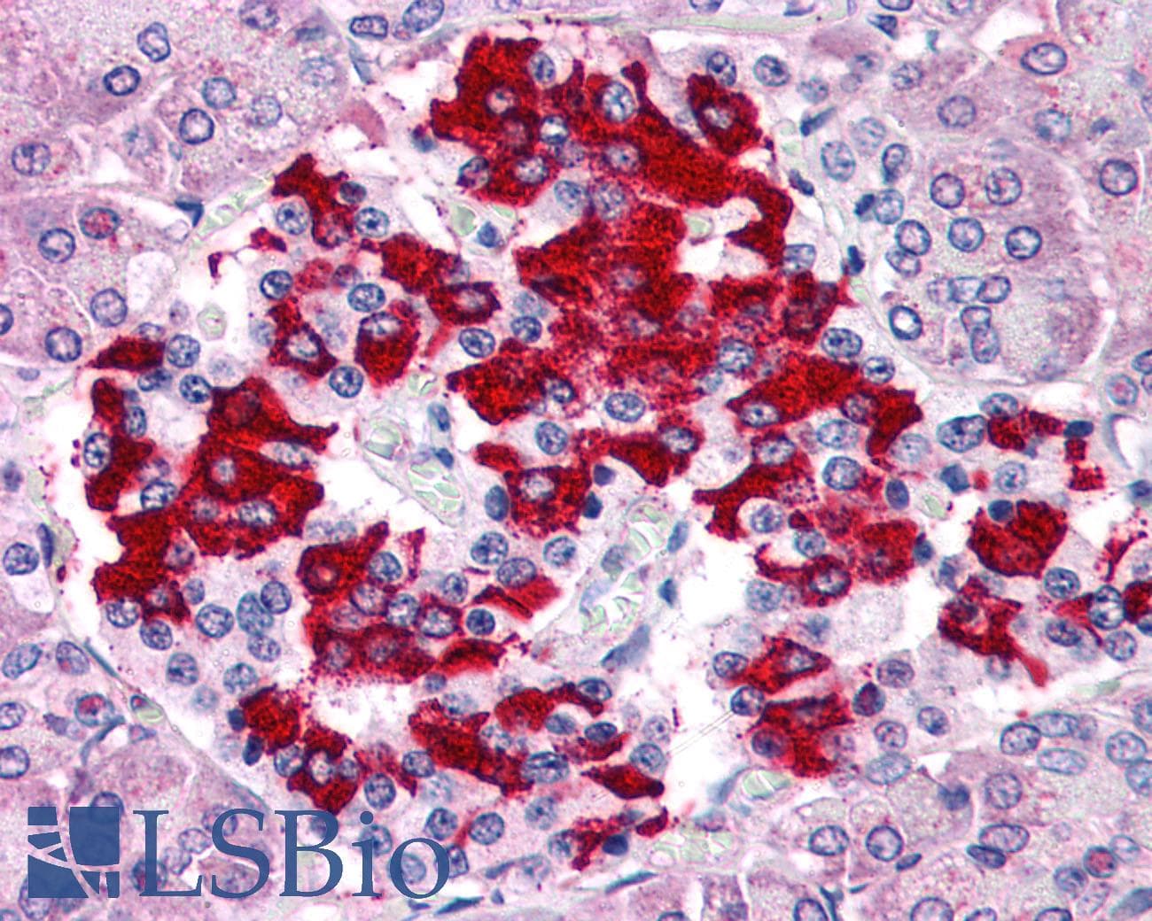 IHC-plus™ TM9SF4 Antibody (Internal)