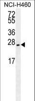 Monoclonal Mouse anti-Human EIF4E2 / IF4e Antibody (WB)
