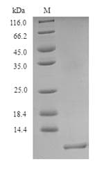 Ophiostoma ulmi CU Protein (Recombinant 6His, N-terminus)
