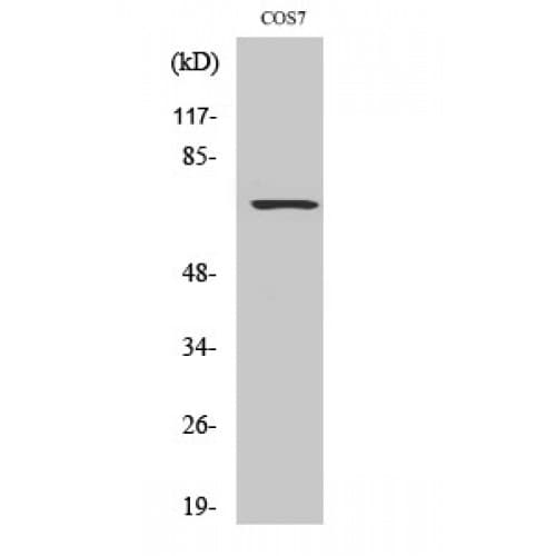 RACGAP1 / MGCRACGAP Antibody (330-410 aa)
